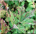 TG3204 : Leaf galls on meadowsweet (Filipendula ulmaria) by Evelyn Simak