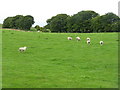 Sheep pasture at Bughtknowe