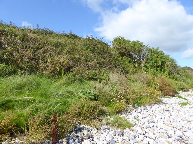 Wooded bank above the beach
