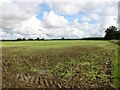 Crop fields by Browick Bottom Farm