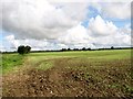 Cereal crop north of Ketteringham Road