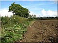 Crop field east of Lower Spinks Lane