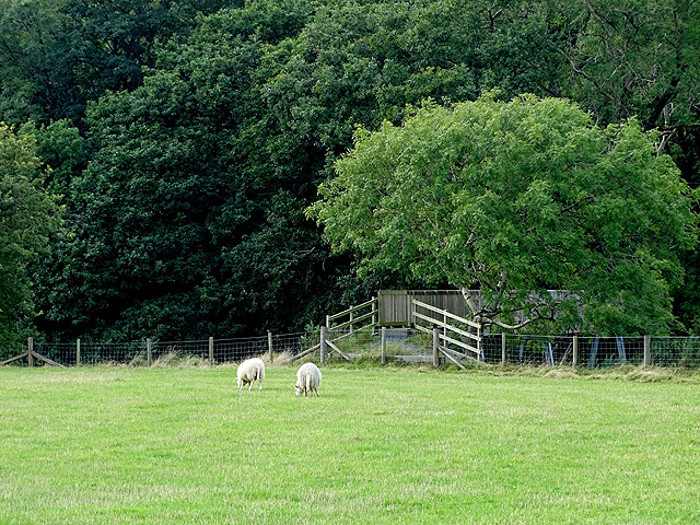 Pasture beside Afon Rheidol