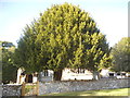 Tree by Holwell Church