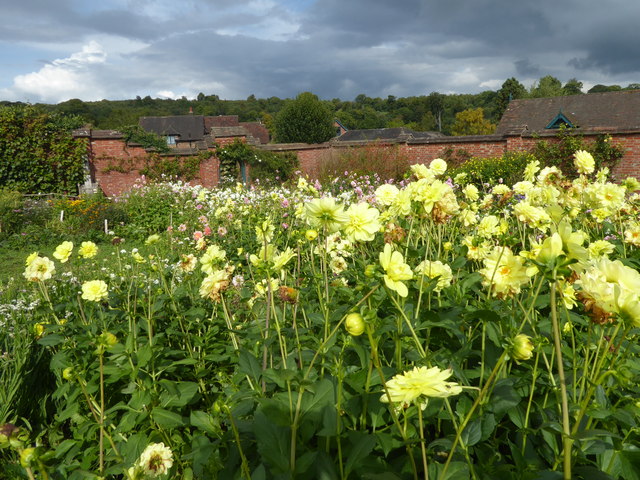 Dahlias at Chartwell