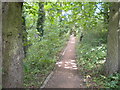 Woodland path near Warp Mill, Papplewick