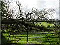 Gateway with fallen tree