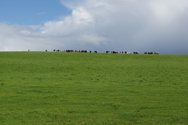 Cattle near Willow Green