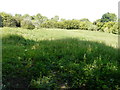 Field, Elmstone Hole Road