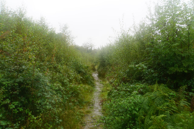 Path in Beddgelert Forest