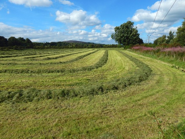 Recently-mown field