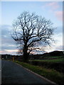 SN6381 : Silhouetted tree at Lovesgrove by John Lucas