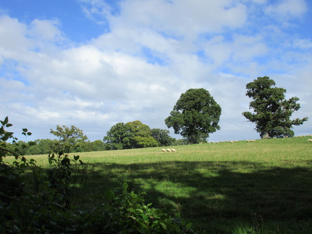 Grass field near Melbury Osmond