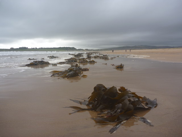 Coastal East Lothian : Mmmm Seaweed
