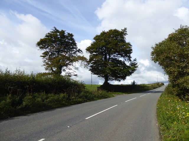 Trees by a field gateway, Holsworthy Road, near Yelland