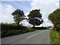 Trees by a field gateway, Holsworthy Road, near Yelland