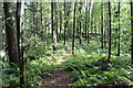 Path in Church Walk Wood