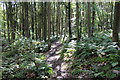 Woodland Path to Portpatrick