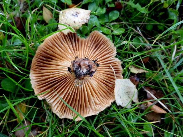 Over-turned fungus, Omagh