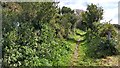 Bridleway near Colenso Cross