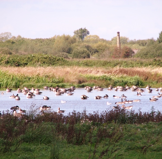 Canada geese at Strumpshaw Common