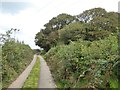 Woodland by the road to Westacombe