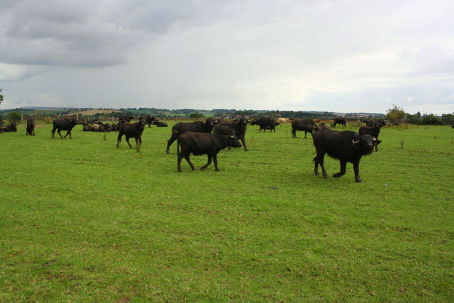 Buffalos at Firtree Farm