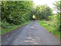 Tree-lined road heading towards Craignee Cottage