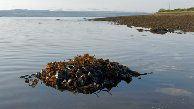 Seaweeds on the coast below Ord Hill, Black Isle
