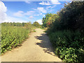 Bridleway near Weekley