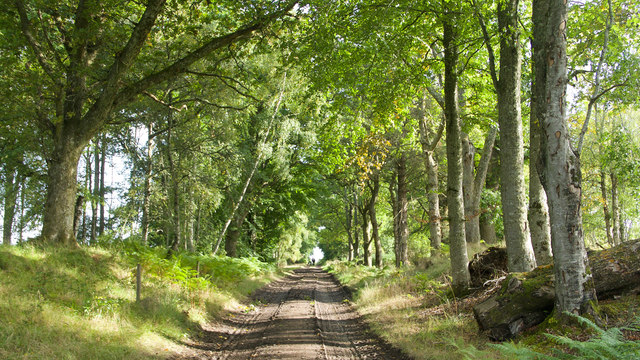 Old road from Brahan to Maryburgh