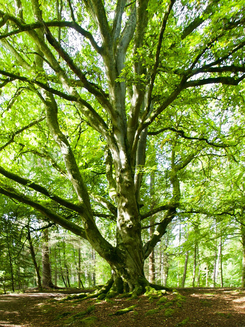 Beech tree in Broad Wood near Maryburgh