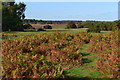 Bracken turning brown