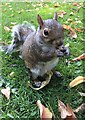 Grey squirrel in the Botanical Gardens