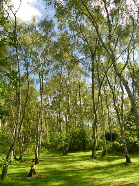 A sunlit glade in Sherwood Forest