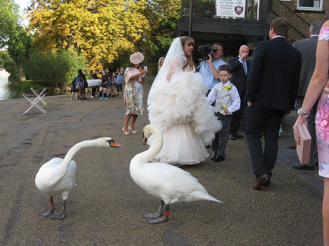 Gatecrashers at the wedding