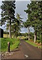 NH4956 : Conifer avenue at Lochussie by Alan Reid