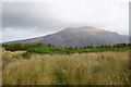 Bog grass above Coed Fictoria