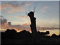 SK4934 : Poplar trunk against an autumn evening sky by David Lally