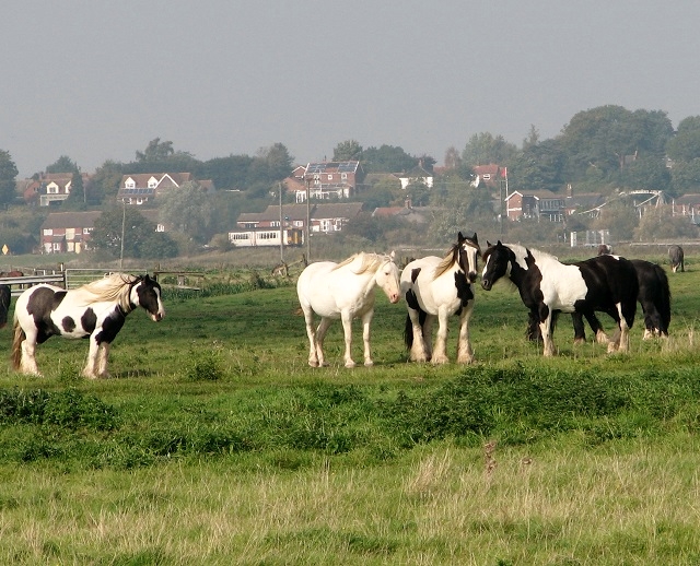 Ponies in the Thurlton Marshes