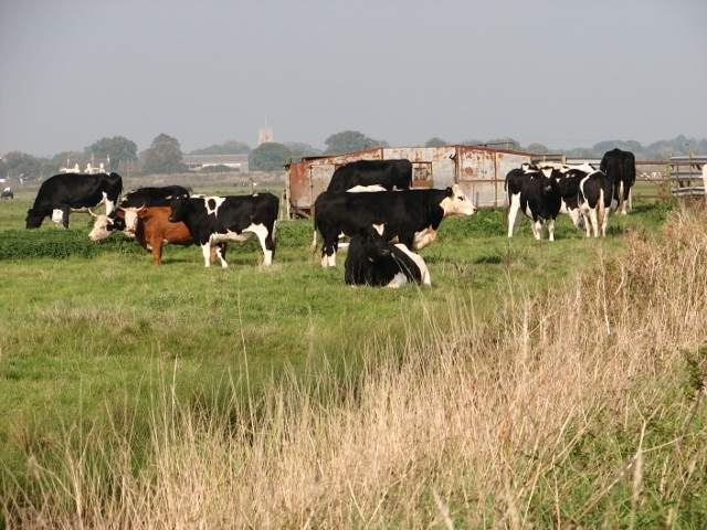 Cattle grazing a marsh pasture