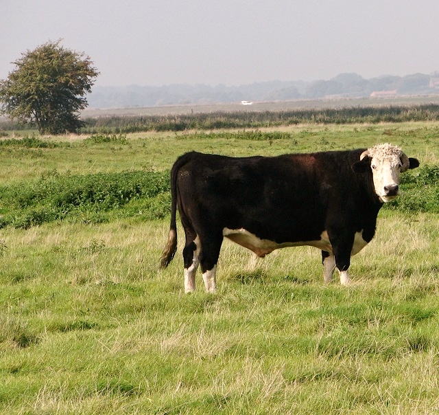 Bullock in marsh pasture