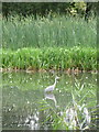 Rushes, Reeds and Heron