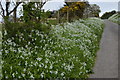 Roadside flowers