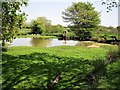 Field pond between Cackle Street and Broad Oak