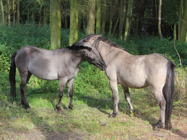 Konik horses at Wildwood Discovery Park