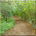 TM3792 : Bridleway through the trees, Leet Hill, Kirby Cane by Roger Jones