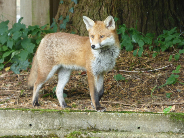 Garden fox