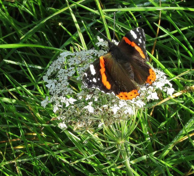 Red admiral, Stantaway Hill
