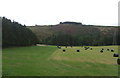 Field of silage bales, Glendearg